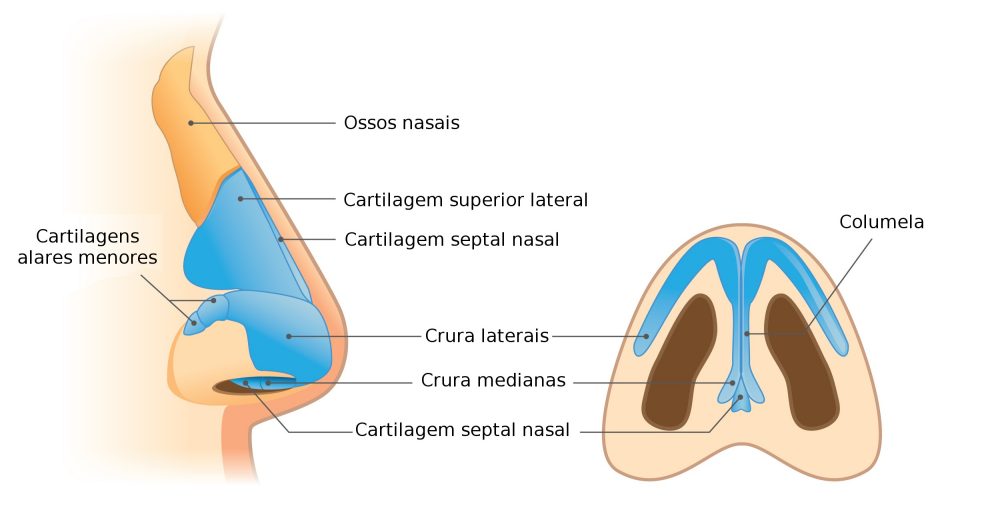 Representação 3D das cartilagens e ossos nasais, incluindo a cartilagem lateral superior e inferior.